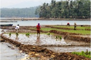 Warga sekitar waduk Darma memanfaatkan waduk darma yang menyusut dengan bercocok tanam.